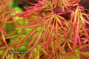 - FOR PICKUP ONLY | Acer palmatum 'Baldsmith' Laceleaf Japanese Maple | DOES NOT SHIP - Mr Maple │ Buy Japanese Maple Trees