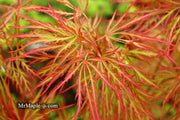 - FOR PICKUP ONLY | Acer palmatum 'Baldsmith' Laceleaf Japanese Maple | DOES NOT SHIP - Mr Maple │ Buy Japanese Maple Trees