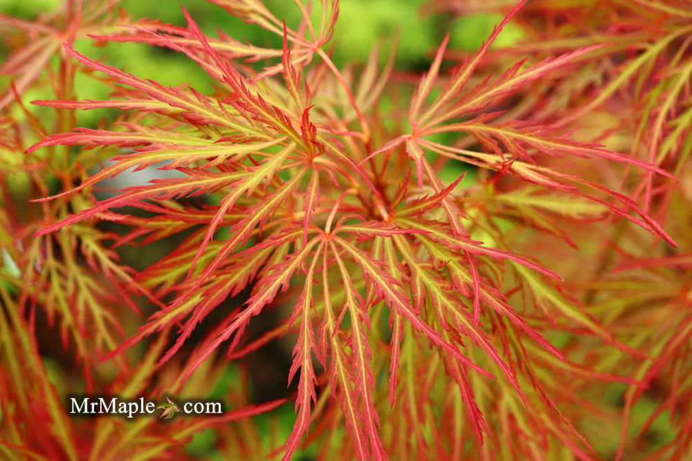 - FOR PICKUP ONLY | Acer palmatum 'Baldsmith' Laceleaf Japanese Maple | DOES NOT SHIP - Mr Maple │ Buy Japanese Maple Trees