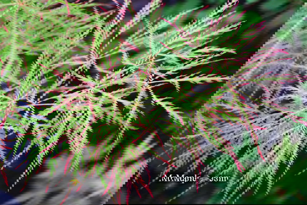 その他 MapleTree Tsuma Gaki Upright Japanese Maple | Sooner Plant Farm