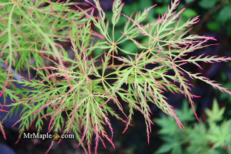 - FOR PICKUP ONLY | Acer palmatum 'Baldsmith' Laceleaf Japanese Maple | DOES NOT SHIP - Mr Maple │ Buy Japanese Maple Trees
