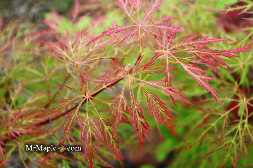 - FOR PICKUP ONLY | Acer palmatum 'Baldsmith' Laceleaf Japanese Maple | DOES NOT SHIP - Mr Maple │ Buy Japanese Maple Trees