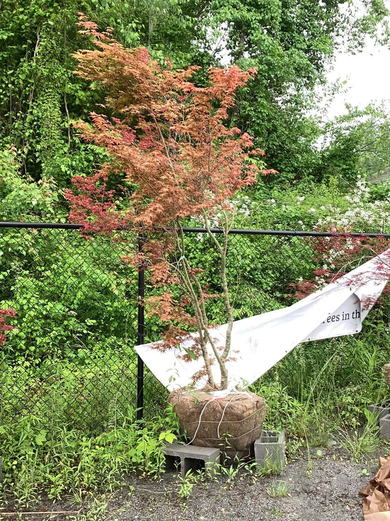 - FOR PICKUP ONLY | Acer palmatum 'Beni fushigi' Japanese Maple | DOES NOT SHIP - Mr Maple │ Buy Japanese Maple Trees