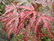- FOR PICKUP ONLY | Acer palmatum 'Beni fushigi' Japanese Maple | DOES NOT SHIP - Mr Maple │ Buy Japanese Maple Trees