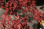 - FOR PICKUP ONLY | Acer palmatum 'Beni fushigi' Japanese Maple | DOES NOT SHIP - Mr Maple │ Buy Japanese Maple Trees