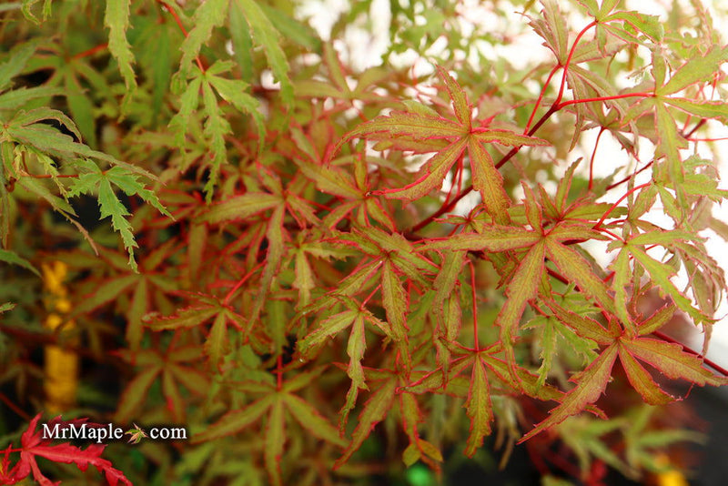 - FOR PICKUP ONLY | Acer palmatum 'Beni fushigi' Japanese Maple | DOES NOT SHIP - Mr Maple │ Buy Japanese Maple Trees