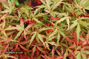 - FOR PICKUP ONLY | Acer palmatum 'Beni fushigi' Japanese Maple | DOES NOT SHIP - Mr Maple │ Buy Japanese Maple Trees