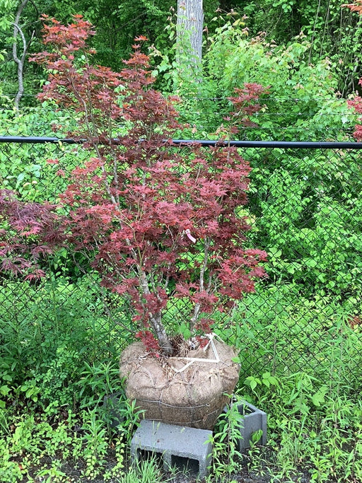 FOR PICKUP ONLY | Acer palmatum 'Beni hoshi' Ruby Stars Japanese Maple  | DOES NOT SHIP - Mr Maple │ Buy Japanese Maple Trees