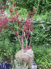- FOR PICKUP ONLY | Acer palmatum 'Beni hoshi' Ruby Stars Japanese Maple  | DOES NOT SHIP - Mr Maple │ Buy Japanese Maple Trees