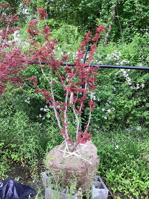 FOR PICKUP ONLY | Acer palmatum 'Beni hoshi' Ruby Stars Japanese Maple  | DOES NOT SHIP - Mr Maple │ Buy Japanese Maple Trees