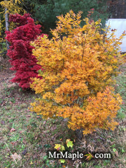 - FOR PICKUP ONLY | Acer palmatum 'Beni hoshi' Ruby Stars Japanese Maple  | DOES NOT SHIP - Mr Maple │ Buy Japanese Maple Trees