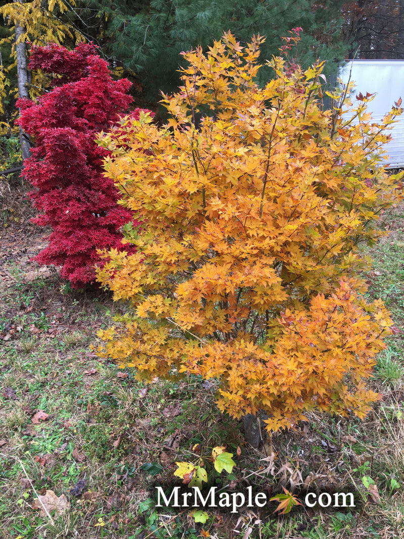 - FOR PICKUP ONLY | Acer palmatum 'Beni hoshi' Ruby Stars Japanese Maple  | DOES NOT SHIP - Mr Maple │ Buy Japanese Maple Trees