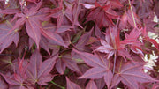 - FOR PICKUP ONLY | Acer palmatum 'Beni hoshi' Ruby Stars Japanese Maple  | DOES NOT SHIP - Mr Maple │ Buy Japanese Maple Trees