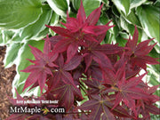 - FOR PICKUP ONLY | Acer palmatum 'Beni hoshi' Ruby Stars Japanese Maple  | DOES NOT SHIP - Mr Maple │ Buy Japanese Maple Trees