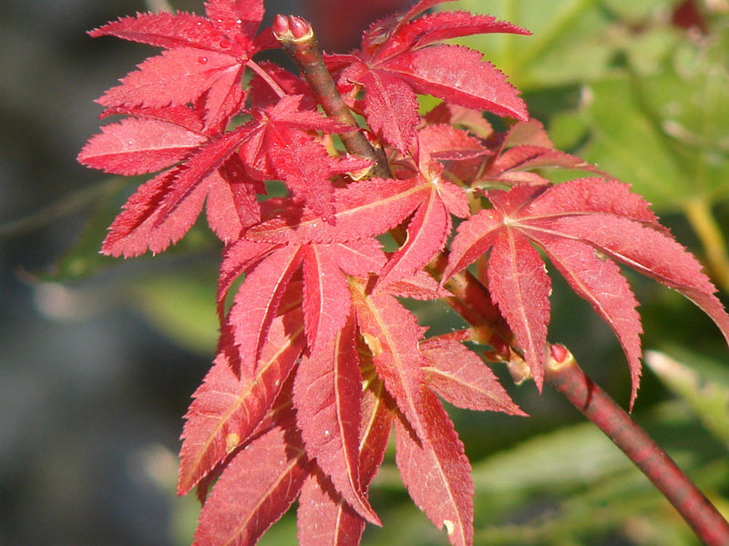 - FOR PICKUP ONLY | Acer palmatum 'Beni hoshi' Ruby Stars Japanese Maple  | DOES NOT SHIP - Mr Maple │ Buy Japanese Maple Trees