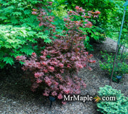 - FOR PICKUP ONLY | Acer palmatum 'Beni hoshi' Ruby Stars Japanese Maple  | DOES NOT SHIP - Mr Maple │ Buy Japanese Maple Trees