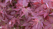 - FOR PICKUP ONLY | Acer palmatum 'Beni hoshi' Ruby Stars Japanese Maple  | DOES NOT SHIP - Mr Maple │ Buy Japanese Maple Trees