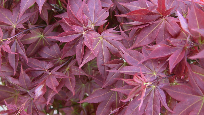 - FOR PICKUP ONLY | Acer palmatum 'Beni hoshi' Ruby Stars Japanese Maple  | DOES NOT SHIP - Mr Maple │ Buy Japanese Maple Trees