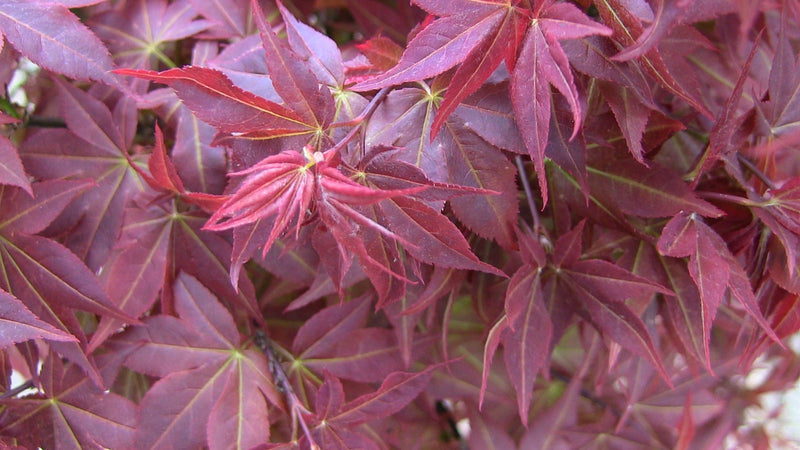 - FOR PICKUP ONLY | Acer palmatum 'Beni hoshi' Ruby Stars Japanese Maple  | DOES NOT SHIP - Mr Maple │ Buy Japanese Maple Trees