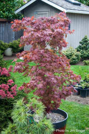 - FOR PICKUP ONLY | Acer palmatum 'Beni hoshi' Ruby Stars Japanese Maple  | DOES NOT SHIP - Mr Maple │ Buy Japanese Maple Trees