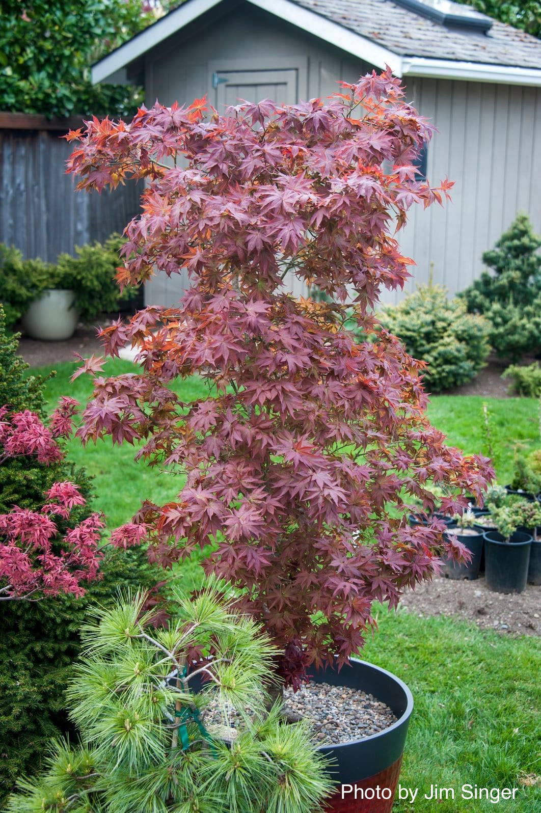 Ruby Ribons Japanese Maple Buy Acer palmatum 'Beni hoshi' Ruby Stars Japanese Maple — Mr Maple ...