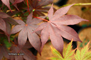 - FOR PICKUP ONLY | Acer palmatum 'Beni hoshi' Ruby Stars Japanese Maple  | DOES NOT SHIP - Mr Maple │ Buy Japanese Maple Trees