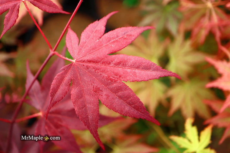- FOR PICKUP ONLY | Acer palmatum 'Beni hoshi' Ruby Stars Japanese Maple  | DOES NOT SHIP - Mr Maple │ Buy Japanese Maple Trees