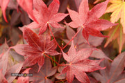 - FOR PICKUP ONLY | Acer palmatum 'Beni hoshi' Ruby Stars Japanese Maple  | DOES NOT SHIP - Mr Maple │ Buy Japanese Maple Trees