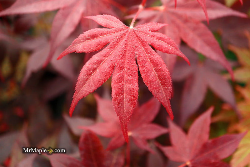 - FOR PICKUP ONLY | Acer palmatum 'Beni hoshi' Ruby Stars Japanese Maple  | DOES NOT SHIP - Mr Maple │ Buy Japanese Maple Trees