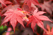 - FOR PICKUP ONLY | Acer palmatum 'Beni hoshi' Ruby Stars Japanese Maple  | DOES NOT SHIP - Mr Maple │ Buy Japanese Maple Trees
