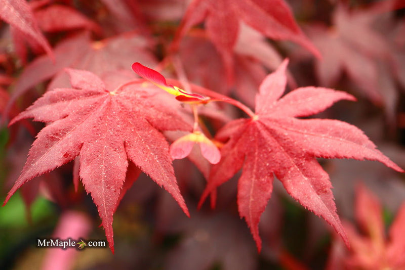 - FOR PICKUP ONLY | Acer palmatum 'Beni hoshi' Ruby Stars Japanese Maple  | DOES NOT SHIP - Mr Maple │ Buy Japanese Maple Trees