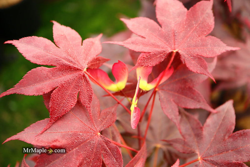 - FOR PICKUP ONLY | Acer palmatum 'Beni hoshi' Ruby Stars Japanese Maple  | DOES NOT SHIP - Mr Maple │ Buy Japanese Maple Trees