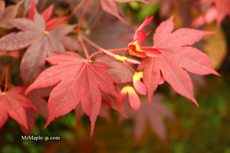 - FOR PICKUP ONLY | Acer palmatum 'Beni hoshi' Ruby Stars Japanese Maple  | DOES NOT SHIP - Mr Maple │ Buy Japanese Maple Trees