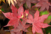 - FOR PICKUP ONLY | Acer palmatum 'Beni hoshi' Ruby Stars Japanese Maple  | DOES NOT SHIP - Mr Maple │ Buy Japanese Maple Trees