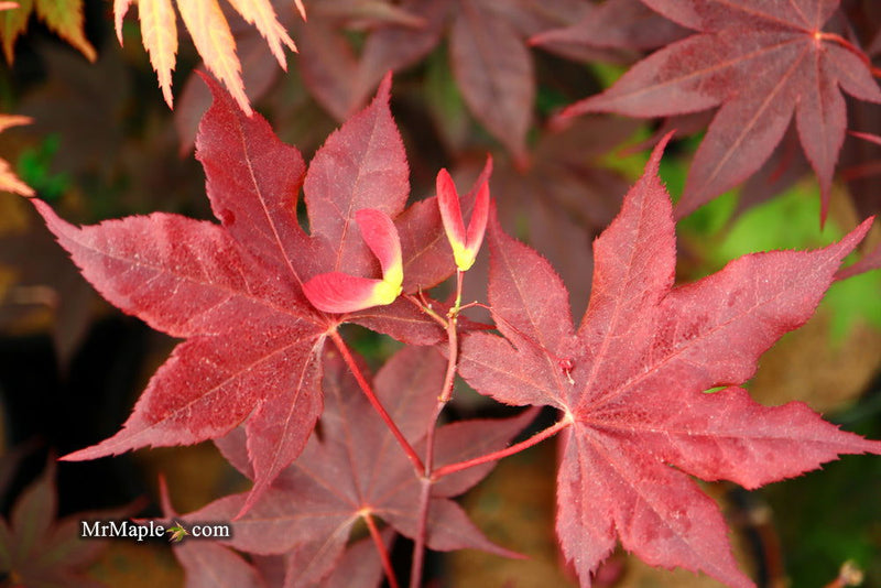 - FOR PICKUP ONLY | Acer palmatum 'Beni hoshi' Ruby Stars Japanese Maple  | DOES NOT SHIP - Mr Maple │ Buy Japanese Maple Trees