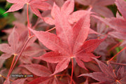 - FOR PICKUP ONLY | Acer palmatum 'Beni hoshi' Ruby Stars Japanese Maple  | DOES NOT SHIP - Mr Maple │ Buy Japanese Maple Trees