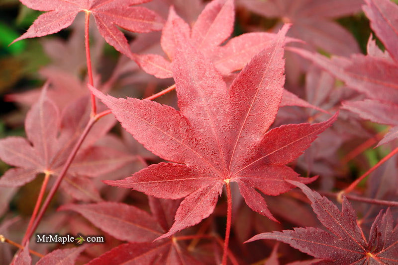 - FOR PICKUP ONLY | Acer palmatum 'Beni hoshi' Ruby Stars Japanese Maple  | DOES NOT SHIP - Mr Maple │ Buy Japanese Maple Trees