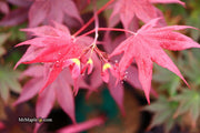 - FOR PICKUP ONLY | Acer palmatum 'Beni hoshi' Ruby Stars Japanese Maple  | DOES NOT SHIP - Mr Maple │ Buy Japanese Maple Trees
