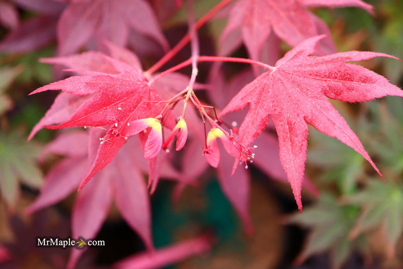 - FOR PICKUP ONLY | Acer palmatum 'Beni hoshi' Ruby Stars Japanese Maple  | DOES NOT SHIP - Mr Maple │ Buy Japanese Maple Trees