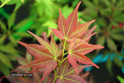- FOR PICKUP ONLY | Acer palmatum 'Beni hoshi' Ruby Stars Japanese Maple  | DOES NOT SHIP - Mr Maple │ Buy Japanese Maple Trees
