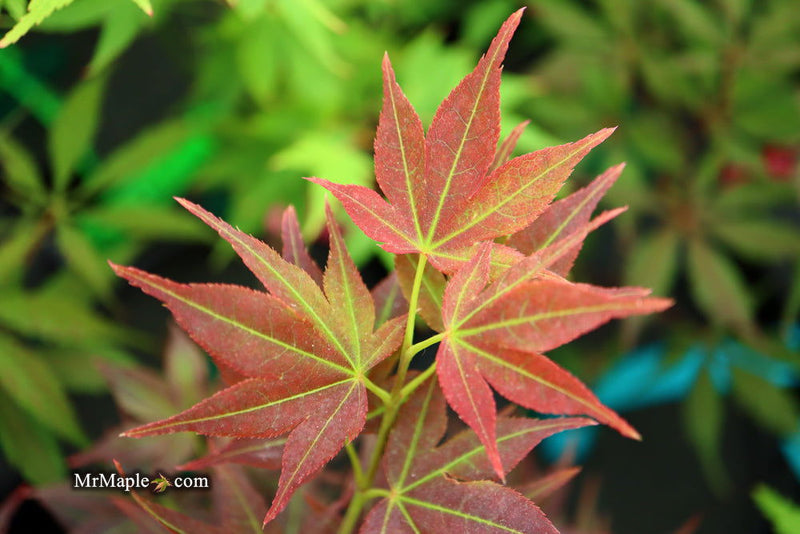 - FOR PICKUP ONLY | Acer palmatum 'Beni hoshi' Ruby Stars Japanese Maple  | DOES NOT SHIP - Mr Maple │ Buy Japanese Maple Trees