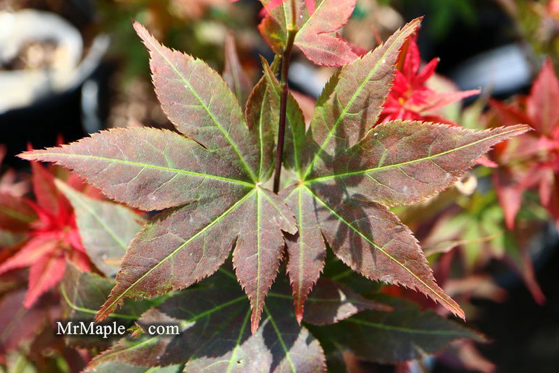 - FOR PICKUP ONLY | Acer palmatum 'Beni hoshi' Ruby Stars Japanese Maple  | DOES NOT SHIP - Mr Maple │ Buy Japanese Maple Trees