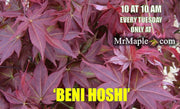- FOR PICKUP ONLY | Acer palmatum 'Beni hoshi' Ruby Stars Japanese Maple  | DOES NOT SHIP - Mr Maple │ Buy Japanese Maple Trees