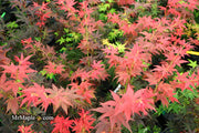 - FOR PICKUP ONLY | Acer palmatum 'Beni hoshi' Ruby Stars Japanese Maple  | DOES NOT SHIP - Mr Maple │ Buy Japanese Maple Trees