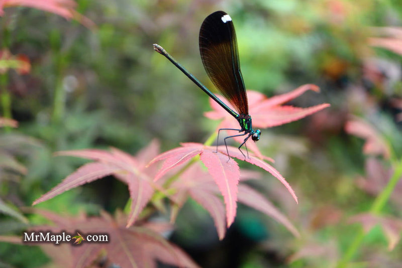- FOR PICKUP ONLY | Acer palmatum 'Beni hoshi' Ruby Stars Japanese Maple  | DOES NOT SHIP - Mr Maple │ Buy Japanese Maple Trees