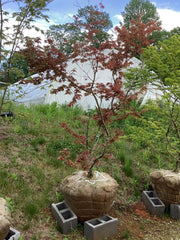 - FOR PICKUP ONLY | Acer palmatum 'Beni maiko' Japanese Maple | DOES NOT SHIP - Mr Maple │ Buy Japanese Maple Trees