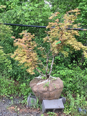 - FOR PICKUP ONLY | Acer palmatum 'Beni maiko' Japanese Maple | DOES NOT SHIP - Mr Maple │ Buy Japanese Maple Trees