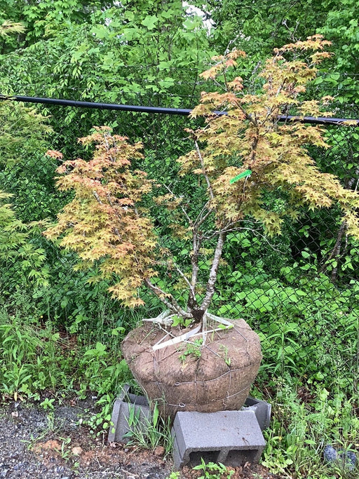 - FOR PICKUP ONLY | Acer palmatum 'Beni maiko' Japanese Maple | DOES NOT SHIP - Mr Maple │ Buy Japanese Maple Trees