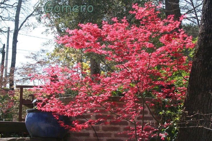 - FOR PICKUP ONLY | Acer palmatum 'Beni maiko' Japanese Maple | DOES NOT SHIP - Mr Maple │ Buy Japanese Maple Trees