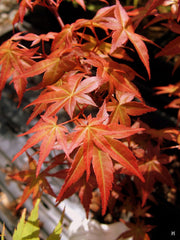 - FOR PICKUP ONLY | Acer palmatum 'Beni maiko' Japanese Maple | DOES NOT SHIP - Mr Maple │ Buy Japanese Maple Trees